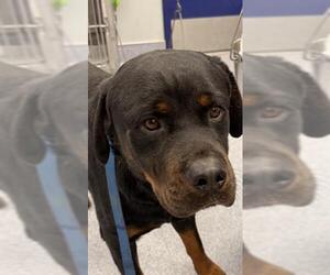 Medium Photo #1 Rottweiler Puppy For Sale in Bakersfield, CA, USA