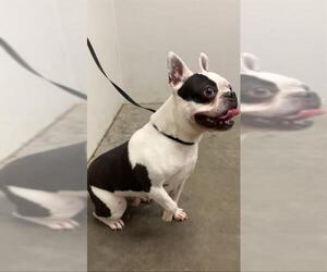 Boston Terrier Dogs for adoption in Rosenberg, TX, USA