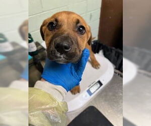 Mutt Dogs for adoption in Stockton, CA, USA