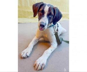 German Shorthaired Pointer Dogs for adoption in Austin, TX, USA