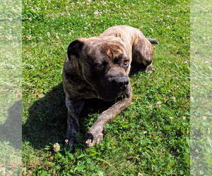 American Pit Bull Terrier Dogs for adoption in Grovetown, GA, USA