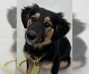 Border Collie Dogs for adoption in Salinas, CA, USA