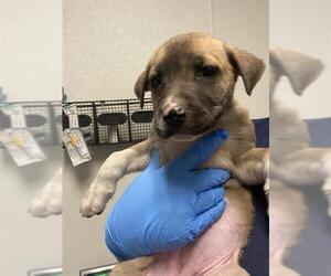 Labrador Retriever Dogs for adoption in Bakersfield, CA, USA