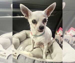 Chihuahua Dogs for adoption in Montgomery, TX, USA