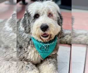 Mutt Dogs for adoption in Newport Beach, CA, USA