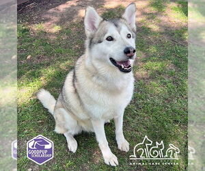 Siberian Husky Dogs for adoption in Irvine, CA, USA