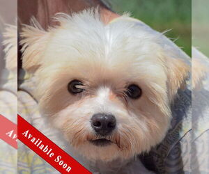 Maltese Dogs for adoption in Huntley, IL, USA
