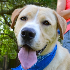 Golden Pyrenees Dogs for adoption in Lafayette, LA, USA