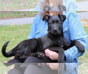 Mutt Dogs for adoption in Prattville, AL, USA