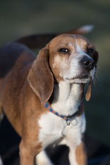Beagle Dogs for adoption in Howell, MI, USA
