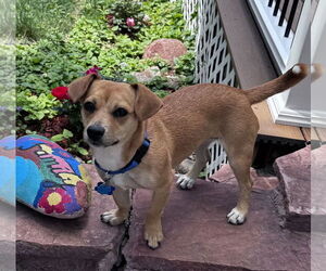 Chiweenie Dogs for adoption in Denver , CO, USA