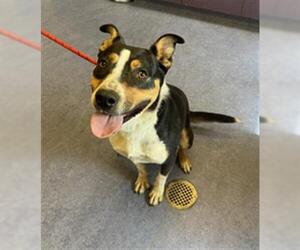 Staffordshire Bull Terrier-Unknown Mix Dogs for adoption in Santa Barbara, CA, USA