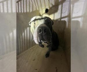 American Pit Bull Terrier-Chinese Shar-Pei Mix Dogs for adoption in Oklahoma City, OK, USA