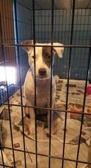 Bull Terrier Dogs for adoption in Pembroke, GA, USA