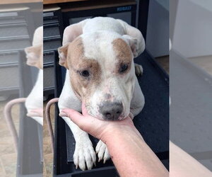 Mutt Dogs for adoption in Wenonah, NJ, USA