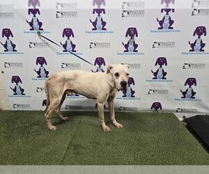 Great Dane-Unknown Mix Dogs for adoption in Orlando, FL, USA