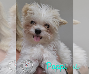 Maltese-Unknown Mix Dogs for adoption in Omaha, NE, USA