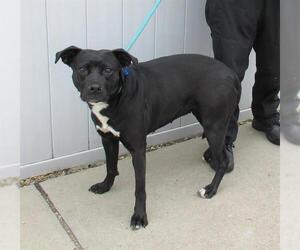 Labrador Retriever-Unknown Mix Dogs for adoption in Louisville, KY, USA