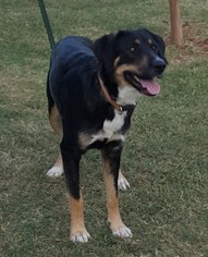 Bernese Mountain Dog-Black and Tan Coonhound Mix Dogs for adoption in Weatherford, OK, USA