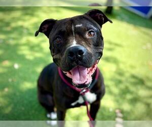 Mutt Dogs for adoption in Orlando, FL, USA