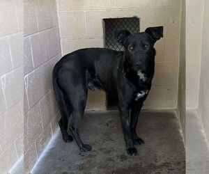 Labrador Retriever-Unknown Mix Dogs for adoption in Las Vegas, NM, USA