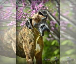 Boxer Dogs for adoption in Mooresville, NC, USA