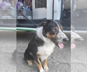 Australian Shepherd Dogs for adoption in Burbank, CA, USA
