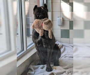 Mutt Dogs for adoption in Salinas, CA, USA