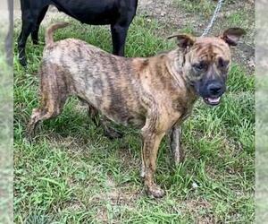 Bullboxer Pit Dogs for adoption in Sparta, TN, USA