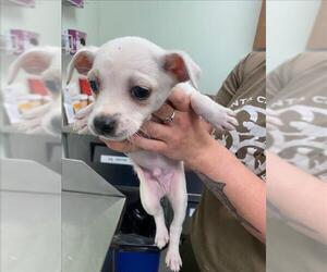 Australian Cattle Dog-Chihuahua Mix Dogs for adoption in Santa Cruz, CA, USA