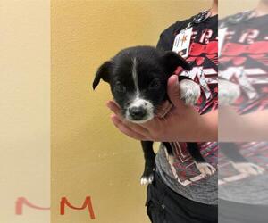 Dachshund-Unknown Mix Dogs for adoption in Modesto, CA, USA
