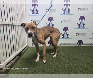 English Foxhound-Unknown Mix Dogs for adoption in Orlando, FL, USA
