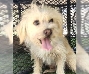 Maltese-Unknown Mix Dogs for adoption in Salt Lake City, UT, USA