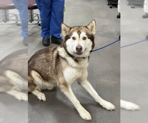Alaskan Malamute Dogs for adoption in Forestville, MD, USA
