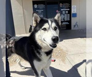 Siberian Husky Dogs for adoption in HESPERIA, CA, USA