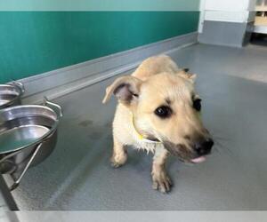 German Shepherd Dog-Unknown Mix Dogs for adoption in Visalia, CA, USA