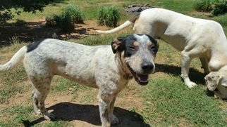 Mutt Dogs for adoption in Demorest, GA, USA