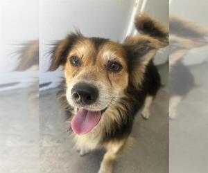 German Shepherd Dog-Unknown Mix Dogs for adoption in Stockton, CA, USA