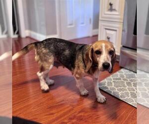 Beagle Dogs for adoption in Charlotte, NC, USA