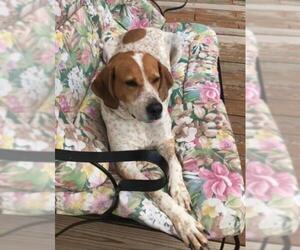 English Coonhound Dogs for adoption in Candler, NC, USA