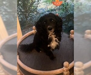 Cocker Spaniel-Unknown Mix Dogs for adoption in Lockport, NY, USA