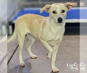 Retriever -Unknown Mix Dogs for adoption in Washington, DC, USA