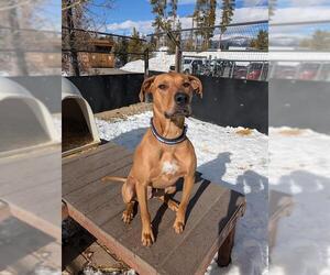 Rhodesian Ridgeback-Unknown Mix Dogs for adoption in Frisco, CO, USA