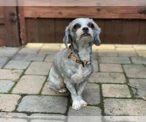 Shih Tzu Dogs for adoption in Santa Clara, CA, USA