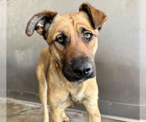 German Shepherd Dog-Unknown Mix Dogs for adoption in San Bernardino, CA, USA
