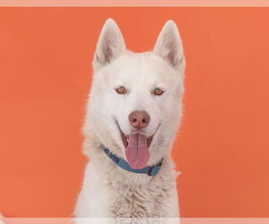 Siberian Husky Dogs for adoption in Pasadena, CA, USA