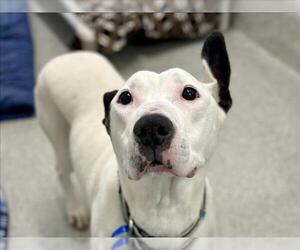 Mutt Dogs for adoption in Fort Collins, CO, USA