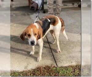 Beagle Dogs for adoption in Rowayton, CT, USA