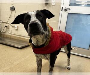 Mutt Dogs for adoption in Grand Prairie, TX, USA