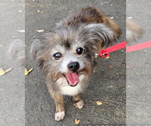 Shih Tzu-Unknown Mix Dogs for adoption in Virginia Beach, VA, USA